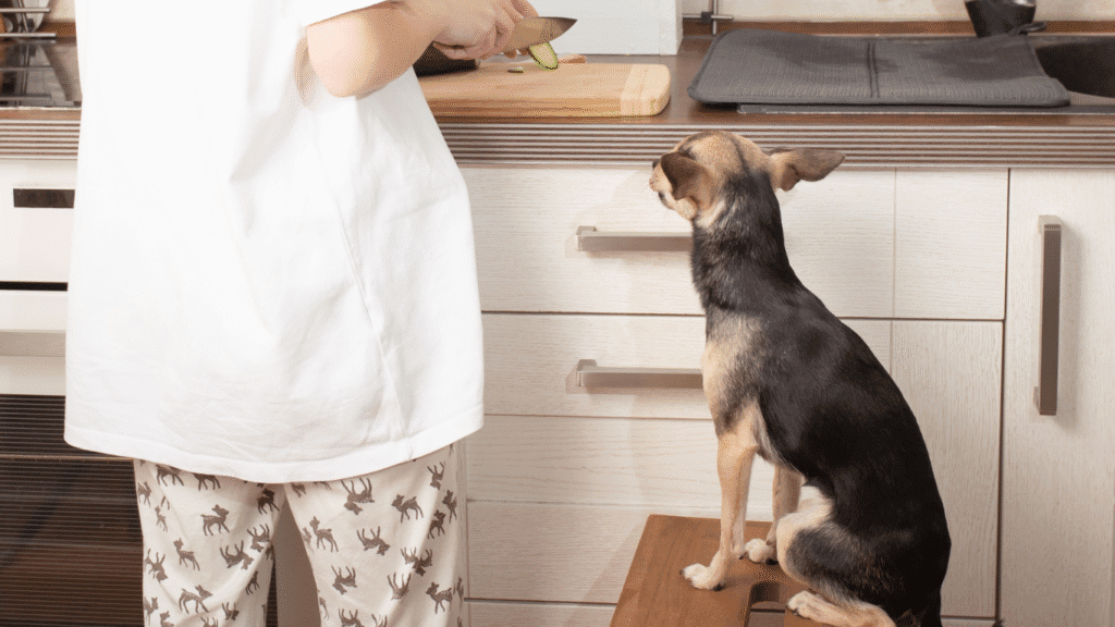 Alimentação Caseira para Pets: Como Fazer de Forma Saudável e Segura | Direcionar Dicas Alimentação Caseira para Pets: Como Fazer de Forma Saudável e Segura | Dicas de bem-estar para pets – Direcionar Dicas