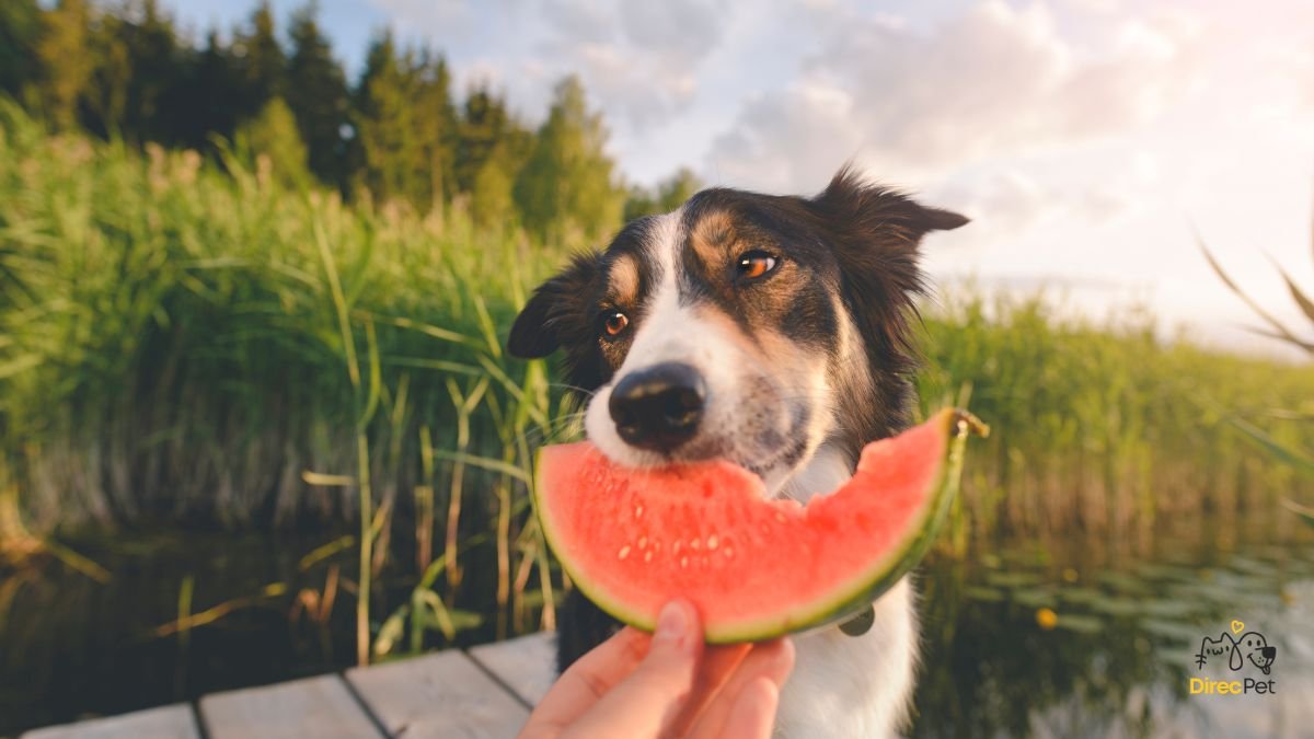  Alimentação natural para cães: o que pode e o que não pode entrar na dieta