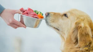 Cão feliz comendo alimentação natural balanceada em tigela de inox