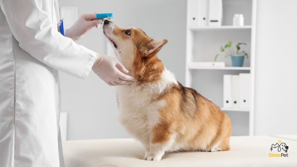 Cachorro-curioso-cheirando-escova-de-dentes-antes-da-escovacao Como escovar os dentes do seu cachorro sem estresse