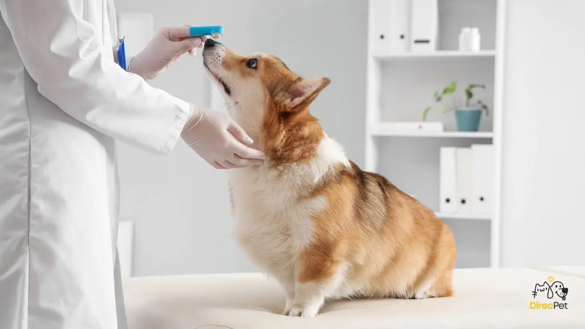 Cachorro-curioso-cheirando-escova-de-dentes-antes-da-escovacao Como escovar os dentes do seu cachorro sem estresse