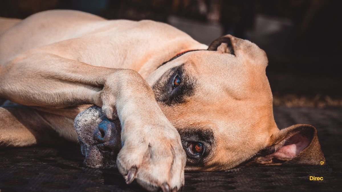 Cachorro-deitado-com-aparencia-cansada-apresentando-sintomas-da-doenca-do-carrapato Doença do carrapato: sintomas, tratamento e prevenção — guia completo para tutores