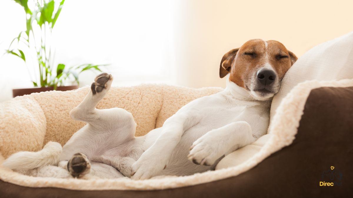 Cachorro-deitado-relaxado-apos-escovacao-diaria Como escovar os dentes do seu cachorro sem estresse