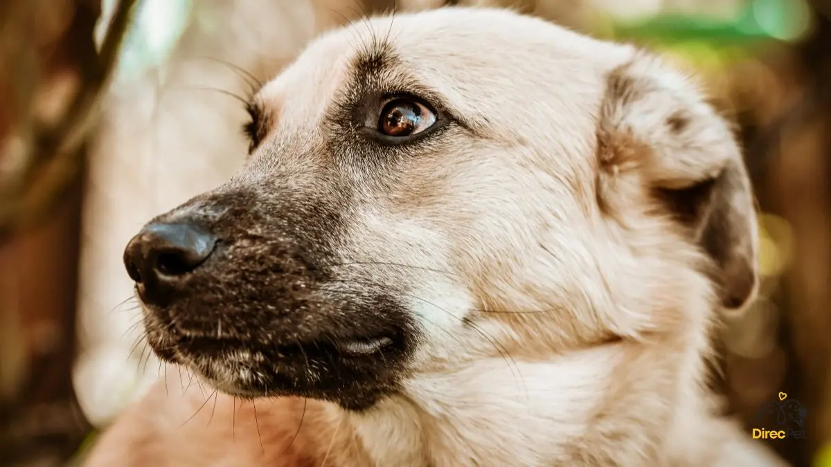 Cachorro-estressado-em-ambiente-barulhento Por que o cachorro morde o dono? Causas reais e como agir com segurança