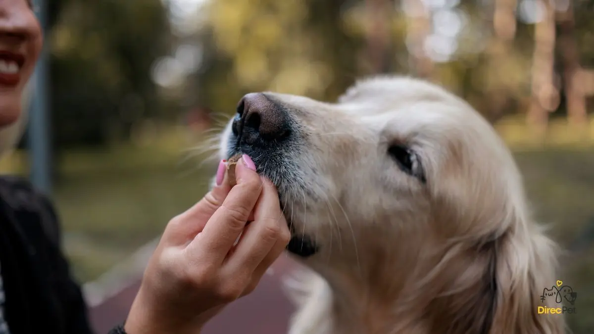 Cachorro-recebendo-petisco-do-tutor-durante-o-treino Por que o cachorro morde o dono? Causas reais e como agir com segurança