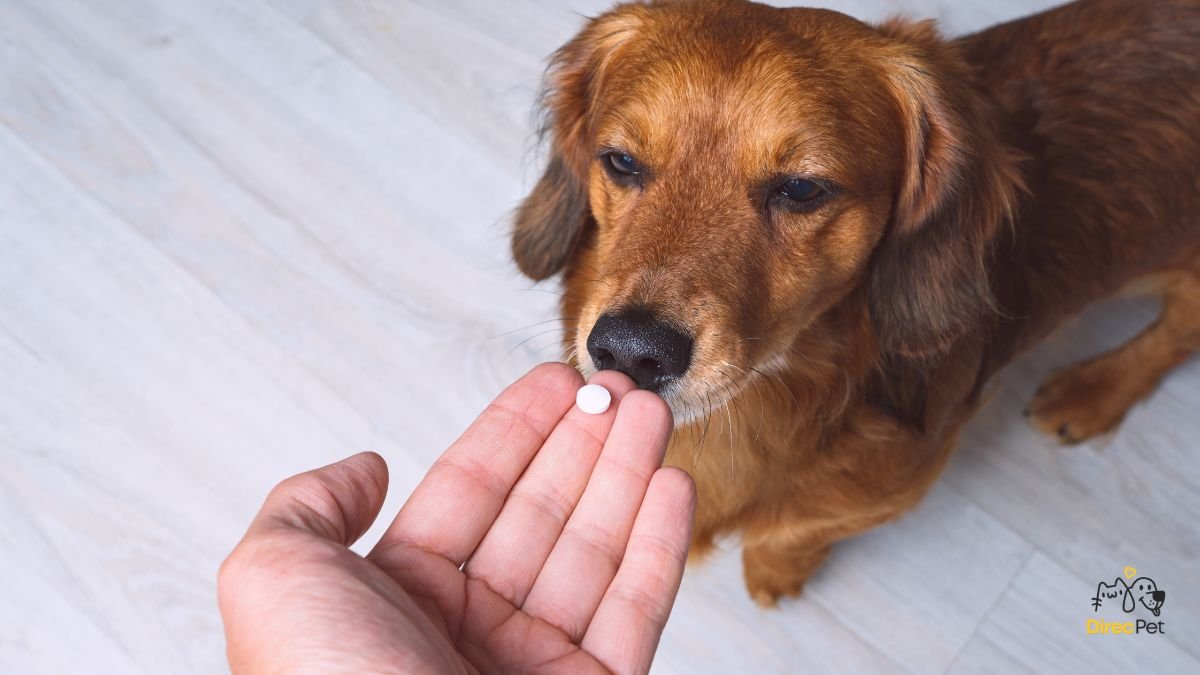 Cachorro-tomando-medicamento-com-ajuda-do-tutor-durante-tratamento-da-doenca-do-carrapato Doença do carrapato: sintomas, tratamento e prevenção — guia completo para tutores