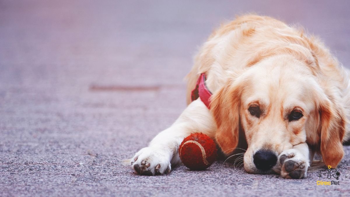 Cachorro-triste-mostrando-sinais-de-dor-na-boca Como escovar os dentes do seu cachorro sem estresse