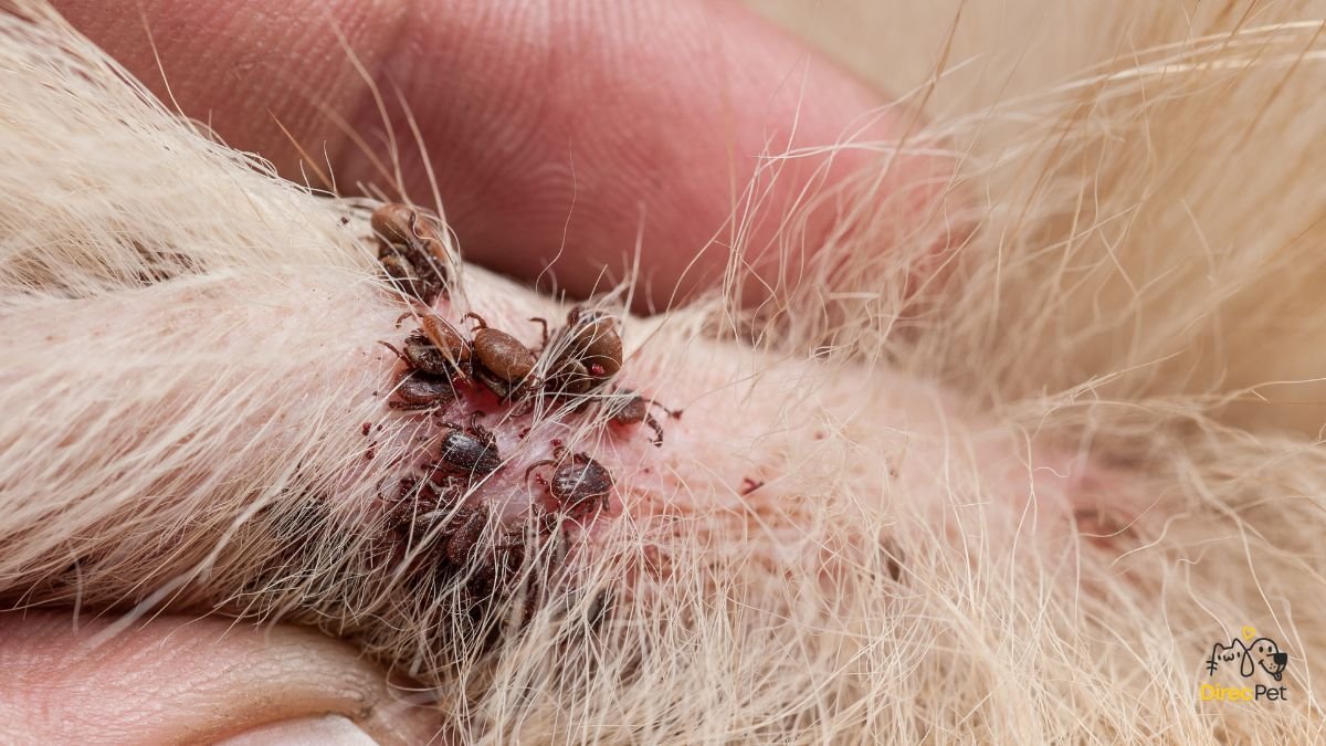Close-de-carrapato-marrom-aderido-a-pele-do-cao Doença do carrapato: sintomas, tratamento e prevenção — guia completo para tutores
