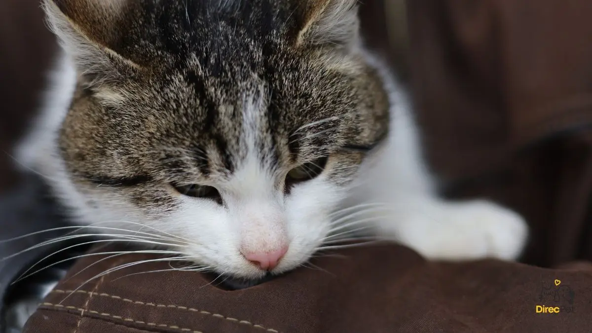 Como-saber-se-o-gato-esta-com-febre Início