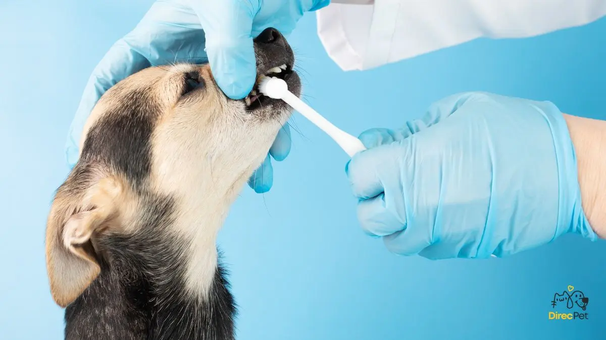 Demonstracao-do-movimento-circular-para-escovar-os-dentes-do-cachorro Como escovar os dentes do seu cachorro sem estresse