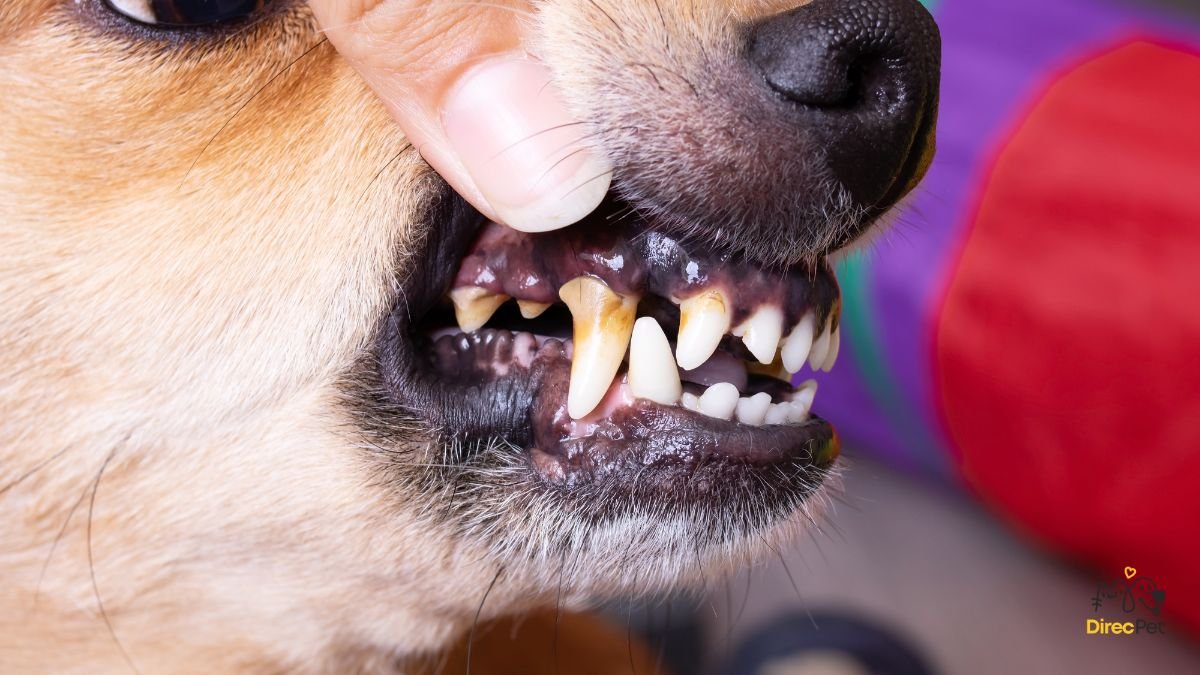 Dente-de-cachorro-com-acumulo-de-tartaro-visivel Como escovar os dentes do seu cachorro sem estresse