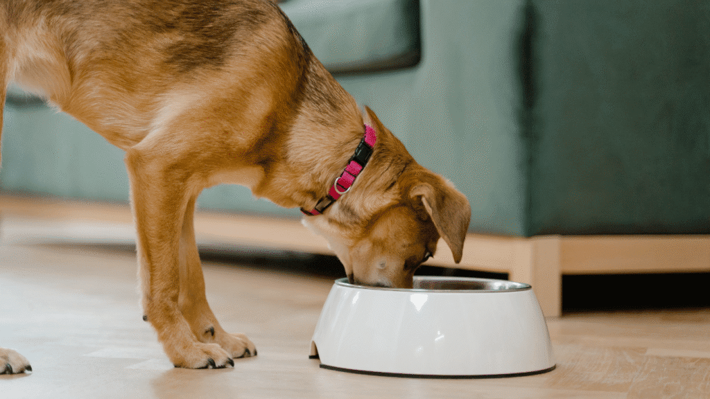 Alimentação Caseira para Pets: Como Fazer de Forma Saudável e Segura | Direcionar Dicas Alimentação Caseira para Pets: Como Fazer de Forma Saudável e Segura | Dicas de bem-estar para pets – Direcionar Dicas