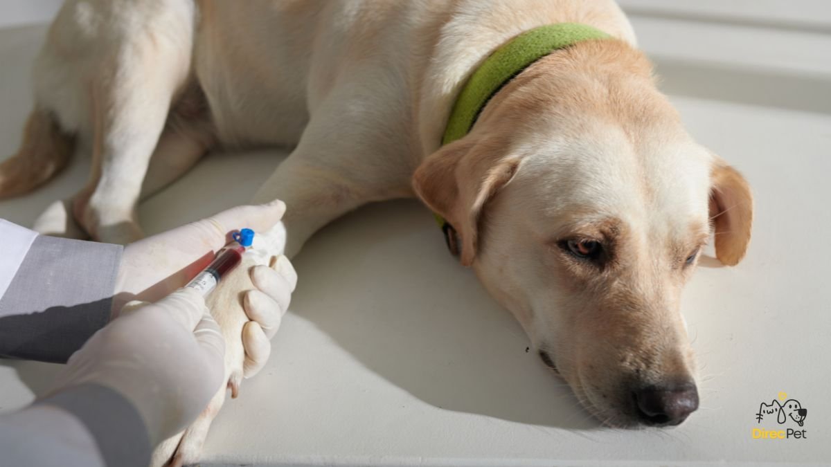 Exame-de-sangue-sendo-realizado-em-laboratorio-veterinario-para-detectar-doenca-do-carrapato Doença do carrapato: sintomas, tratamento e prevenção — guia completo para tutores