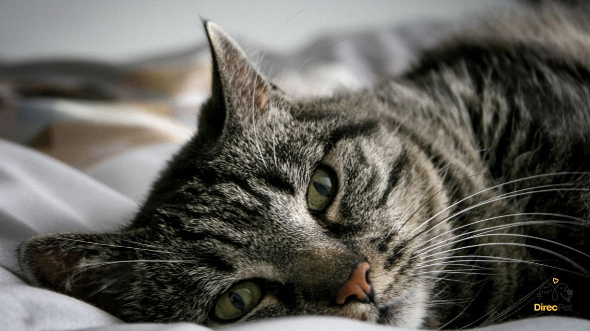 Gato-deitado-com-expressao-de-cansaco Como saber se o seu gato está com febre — truques que os veterinários usam!