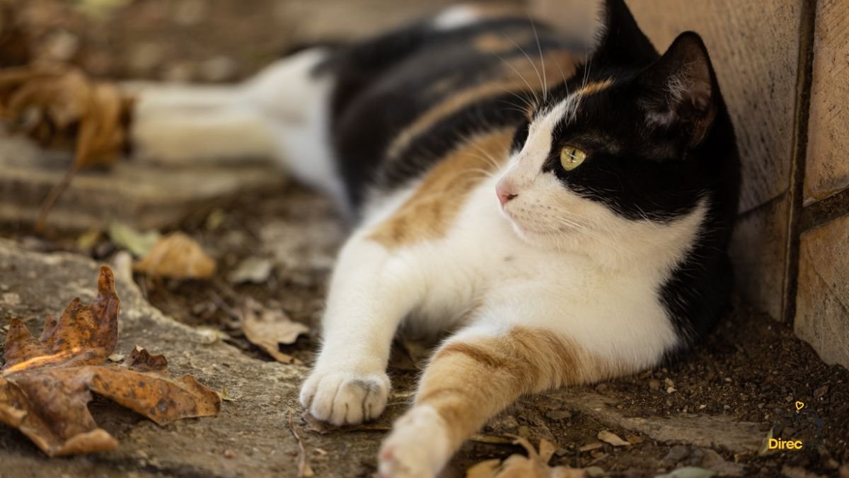 Gato-deitado-descansando-em-ambiente-fresco Como saber se o seu gato está com febre — truques que os veterinários usam!