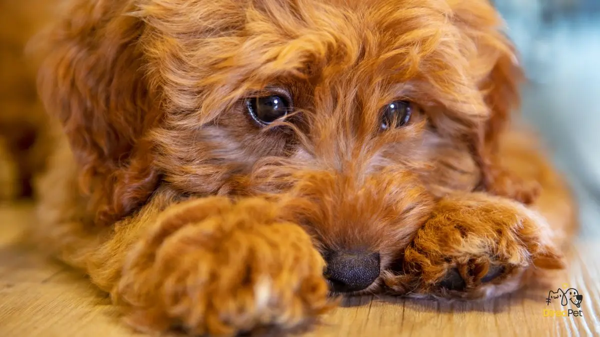 Sinais-de-que-o-cachorro-esta-doente Início