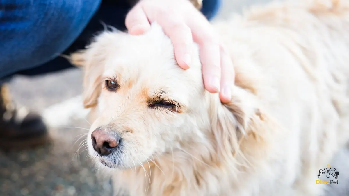 Tutor-acariciando-cachorro-com-cuidado-apos-um-episodio-de-mordida Por que o cachorro morde o dono? Causas reais e como agir com segurança