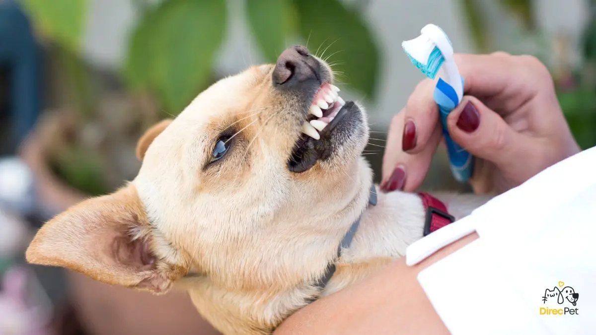 Tutor-acostumando-o-cachorro-ao-toque-na-boca-antes-da-escovacao Como escovar os dentes do seu cachorro sem estresse