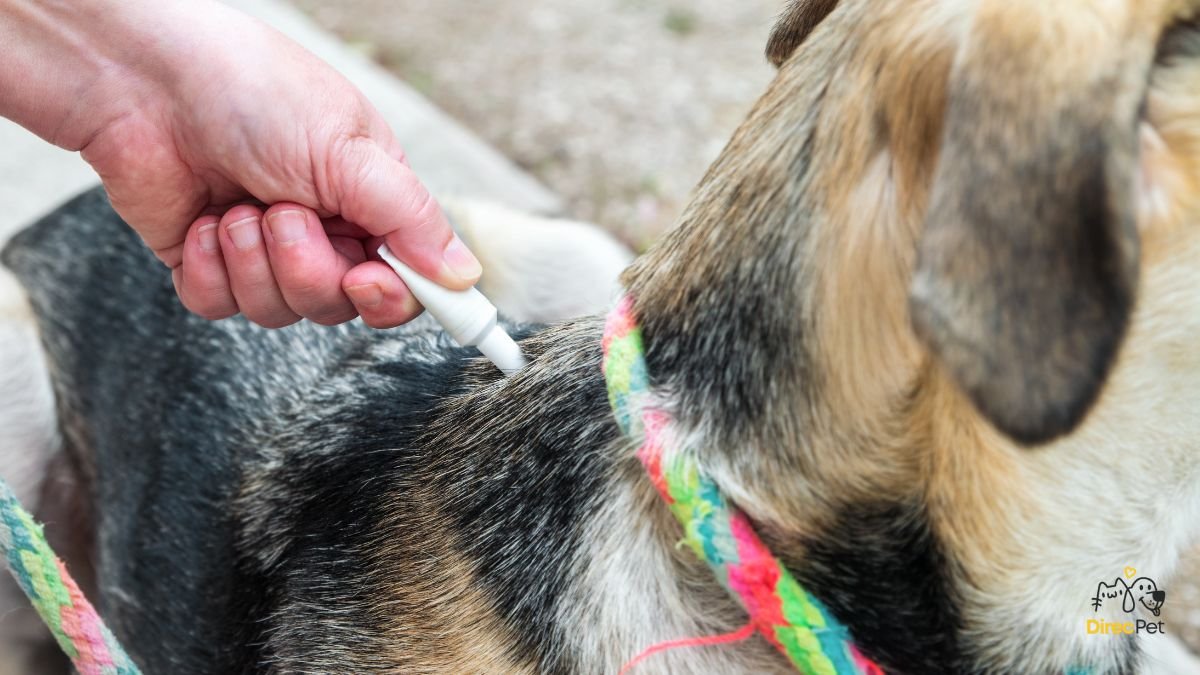 Tutor-aplicando-pipeta-antiparasitaria-na-nuca-do-cachorro-para-prevencao-da-doenca-do-carrapato Doença do carrapato: sintomas, tratamento e prevenção — guia completo para tutores