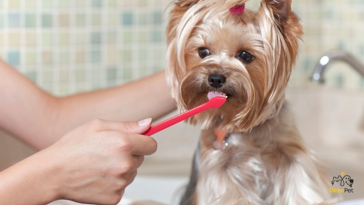 Tutor-escovando-corretamente-os-dentes-do-cachorro-com-escova-macia Como escovar os dentes do seu cachorro sem estresse