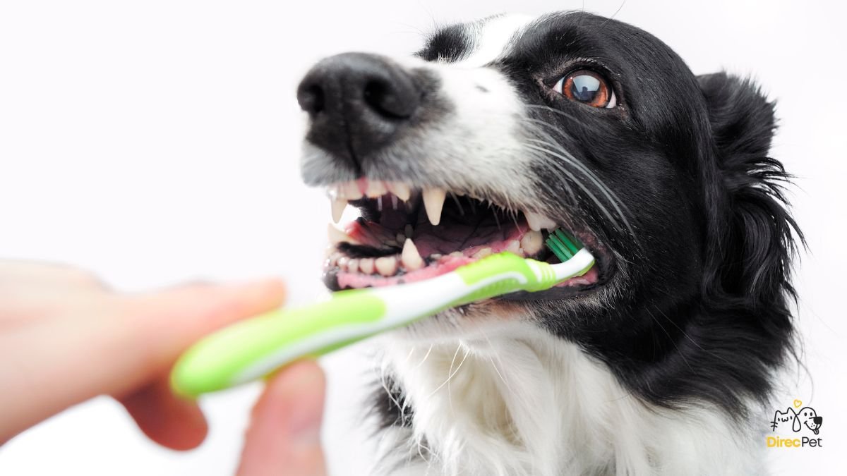 Tutor-escovando-dentes-de-cachorro-com-carinho-e-rotina-de-cuidado Como escovar os dentes do seu cachorro sem estresse