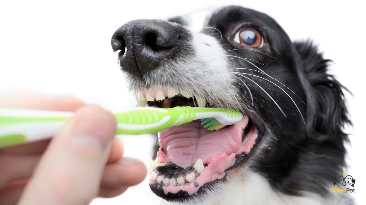 Tutor-escovando-os-dentes-de-um-cachorro-com-escova-propria Como escovar os dentes do seu cachorro sem estresse