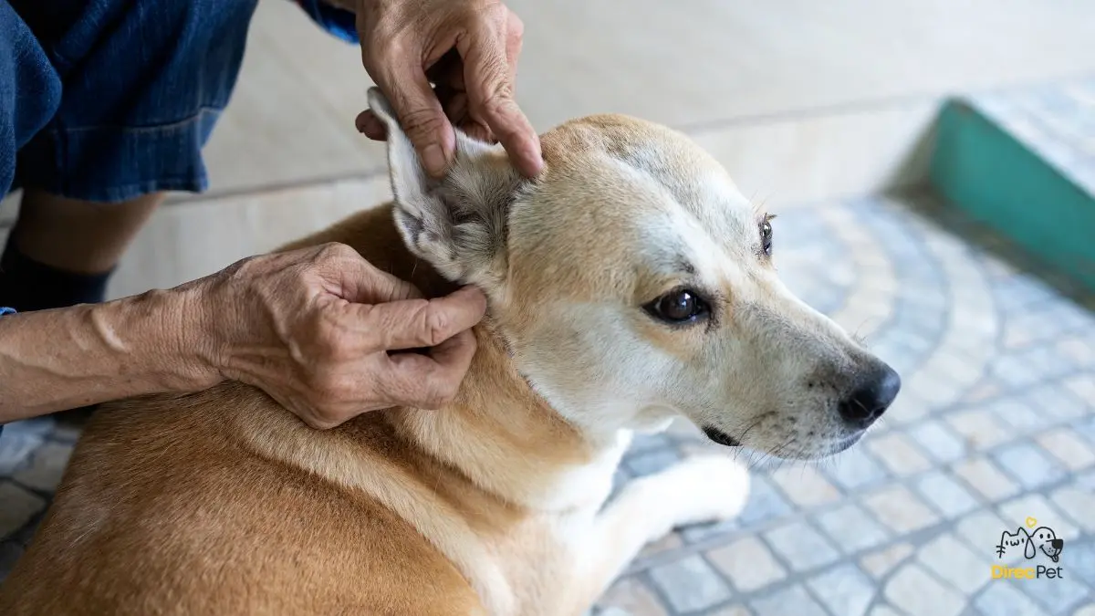 Tutor-examinando-orelhas-e-patas-do-cachorro-apos-o-passeio-procurando-carrapatos Doença do carrapato: sintomas, tratamento e prevenção — guia completo para tutores