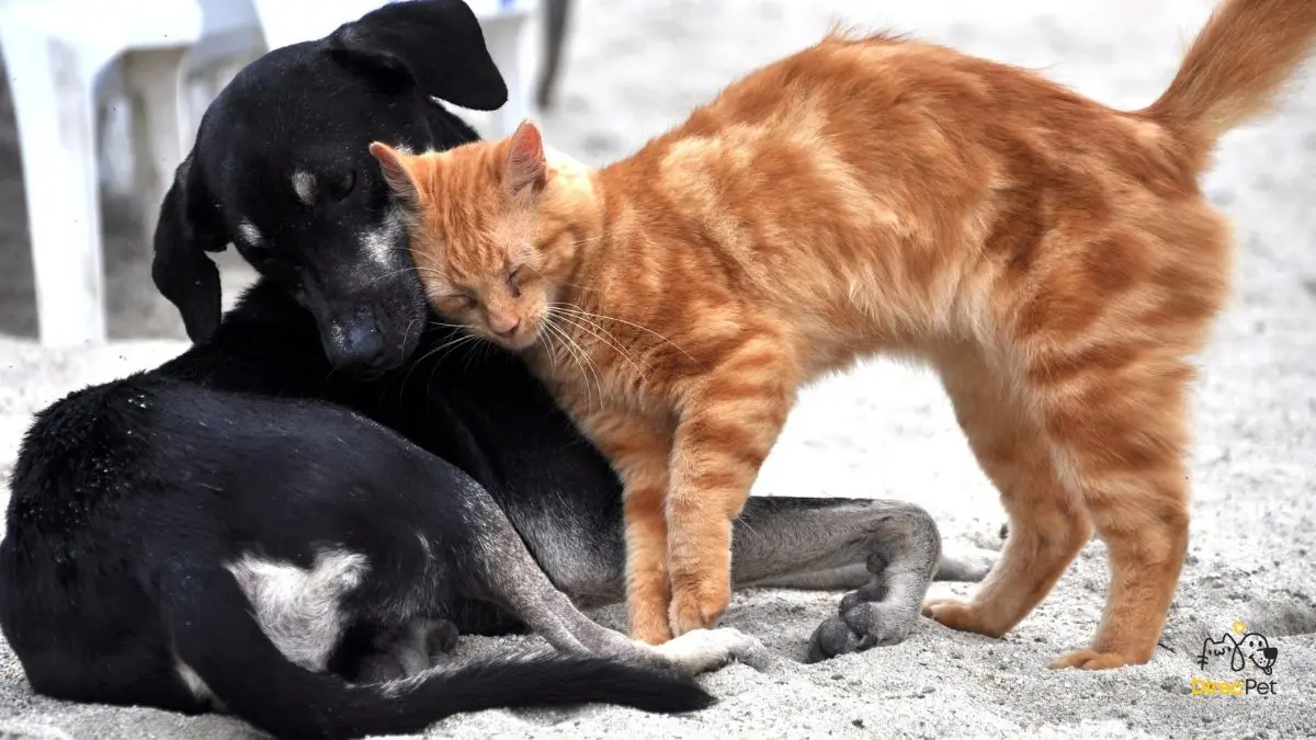  Como saber se o pet está com vermes (e quando levar ao veterinário)