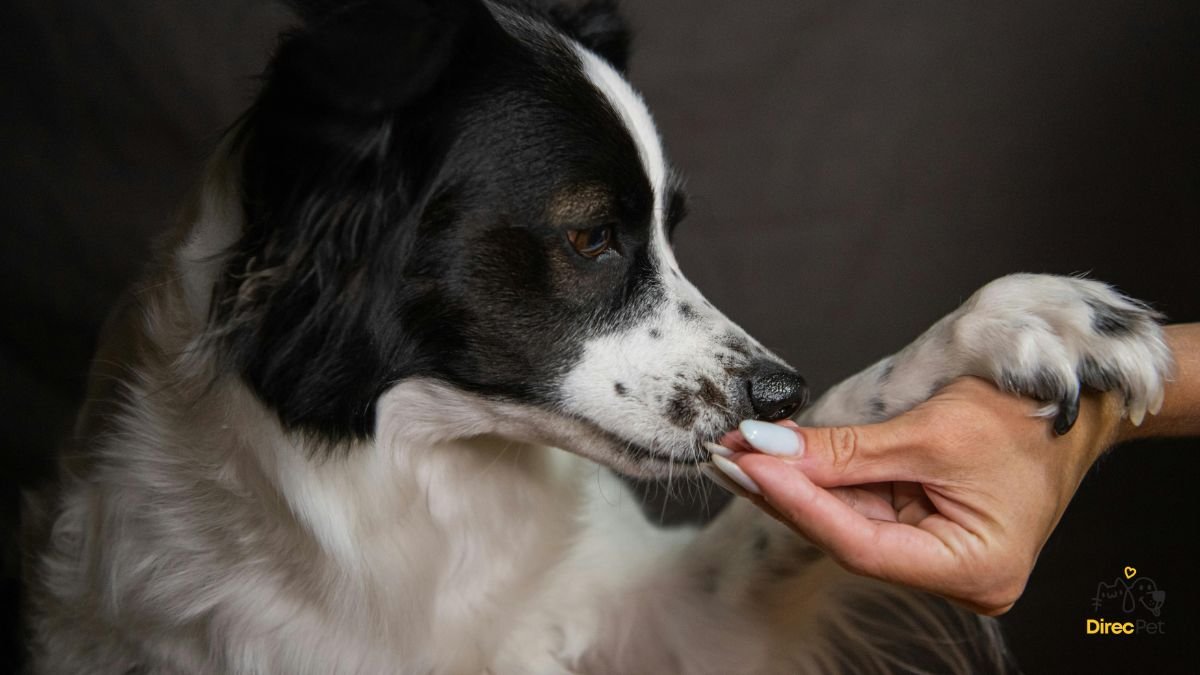 Tutor-oferecendo-petisco-para-cachorro-apos-escovacao Como escovar os dentes do seu cachorro sem estresse
