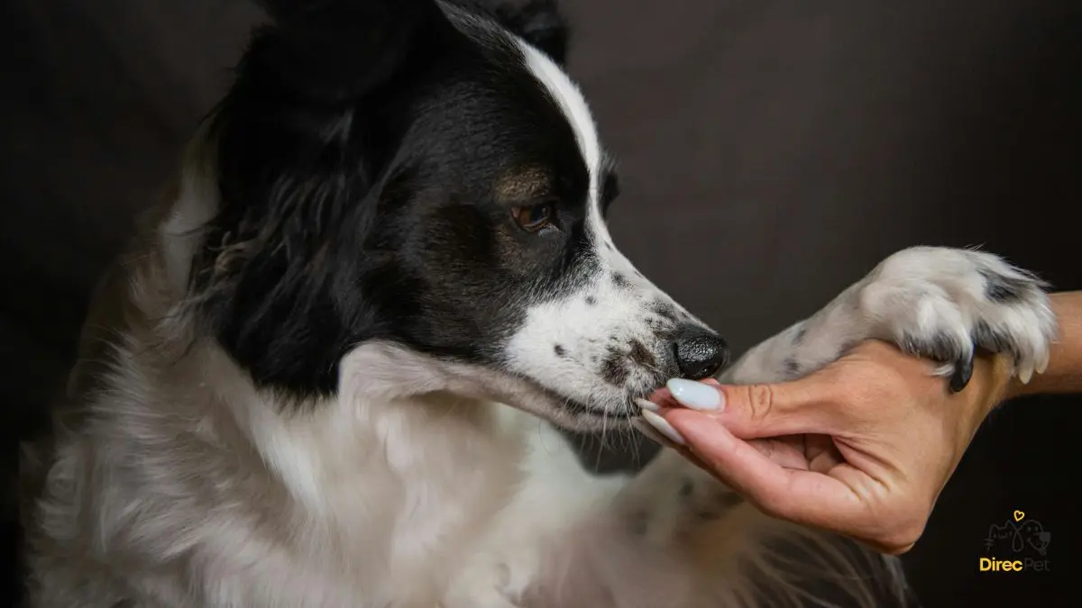Tutor-oferecendo-petisco-para-cachorro-apos-escovacao Como escovar os dentes do seu cachorro sem estresse
