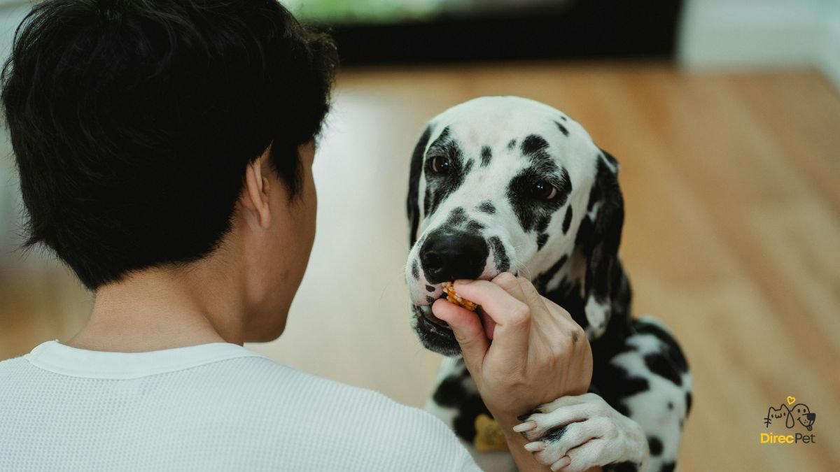 Tutor-recompensando-o-cachorro-imediatamente-apos-o-xixi-no-tapete-higienico Como ensinar o cachorro a fazer xixi no lugar certo em 3 dias