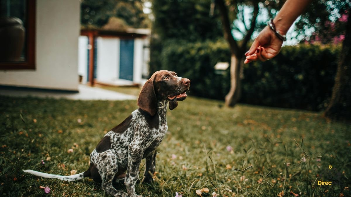 Tutor-treinando-cachorro-com-reforco-positivo Por que o cachorro morde o dono? Causas reais e como agir com segurança