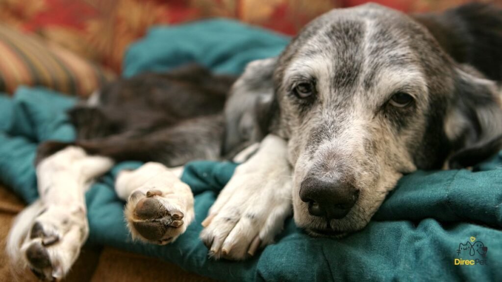 sinais que o cachorro está doente — cão deitado e apático mostrando sintomas sutis de doença