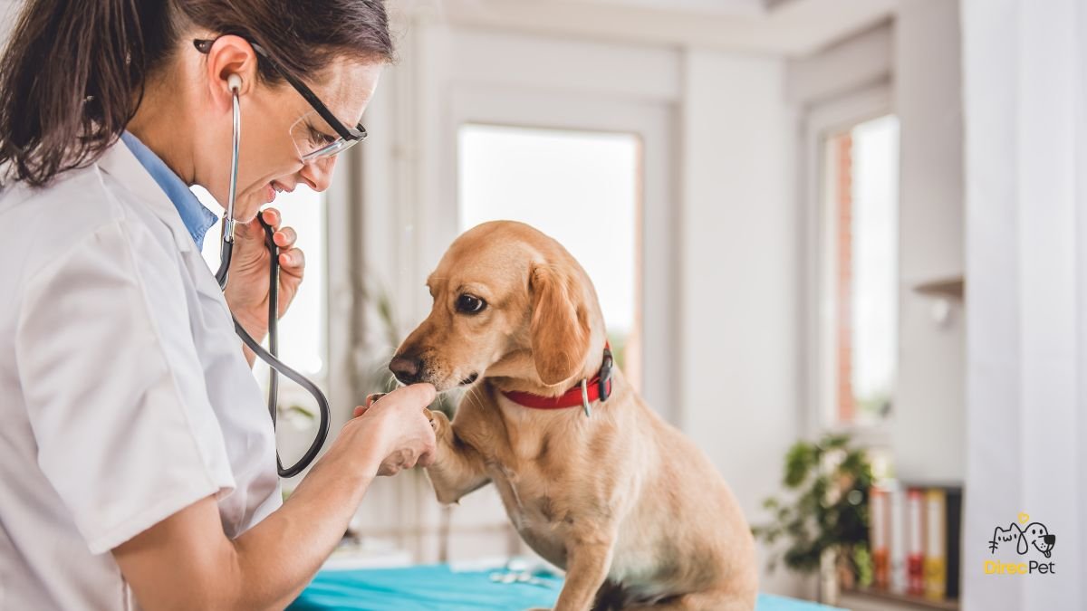 Veterinario-examinando-cachorro-em-clinica-com-expressao-de-cuidado 5 sinais que mostram que seu cachorro pode estar doente (e você nem percebeu!)