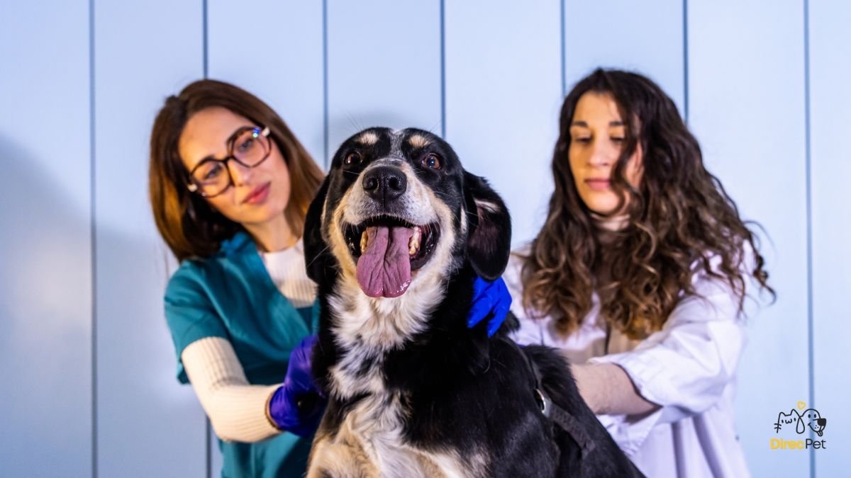 Veterinario-examinando-cachorro-em-retorno-clinico-para-avaliar-evolucao-do-tratamento Doença do carrapato: sintomas, tratamento e prevenção — guia completo para tutores