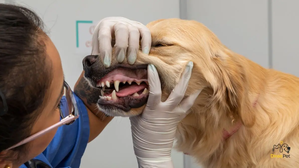 Veterinario-examinando-os-dentes-de-um-cachorro-em-consulta Como escovar os dentes do seu cachorro sem estresse