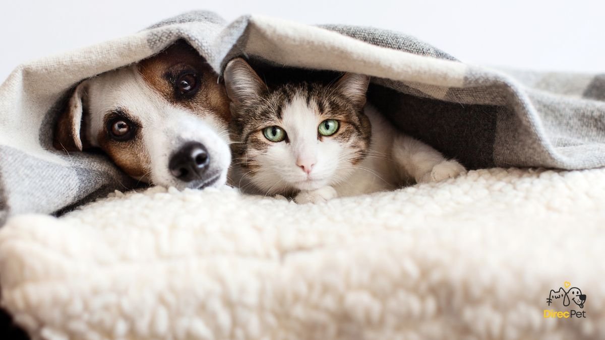 Cachorro e gato descansando juntos em tapetes e camas confortáveis