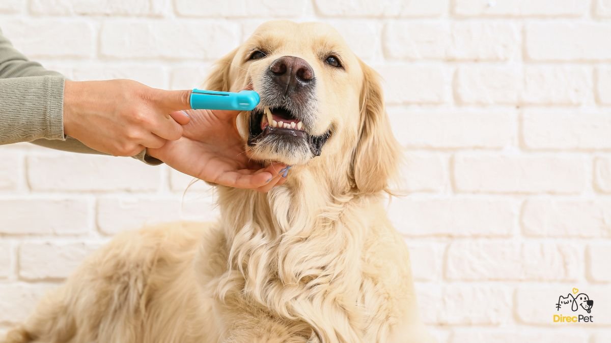 escovando-os-dente-do-cachorro-com-escova-de-dedo Como escovar os dentes do seu cachorro sem estresse