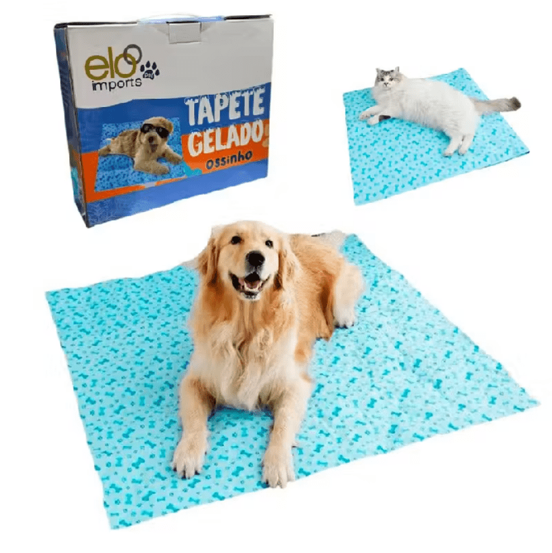  Como saber se o seu gato está com febre — truques que os veterinários usam!