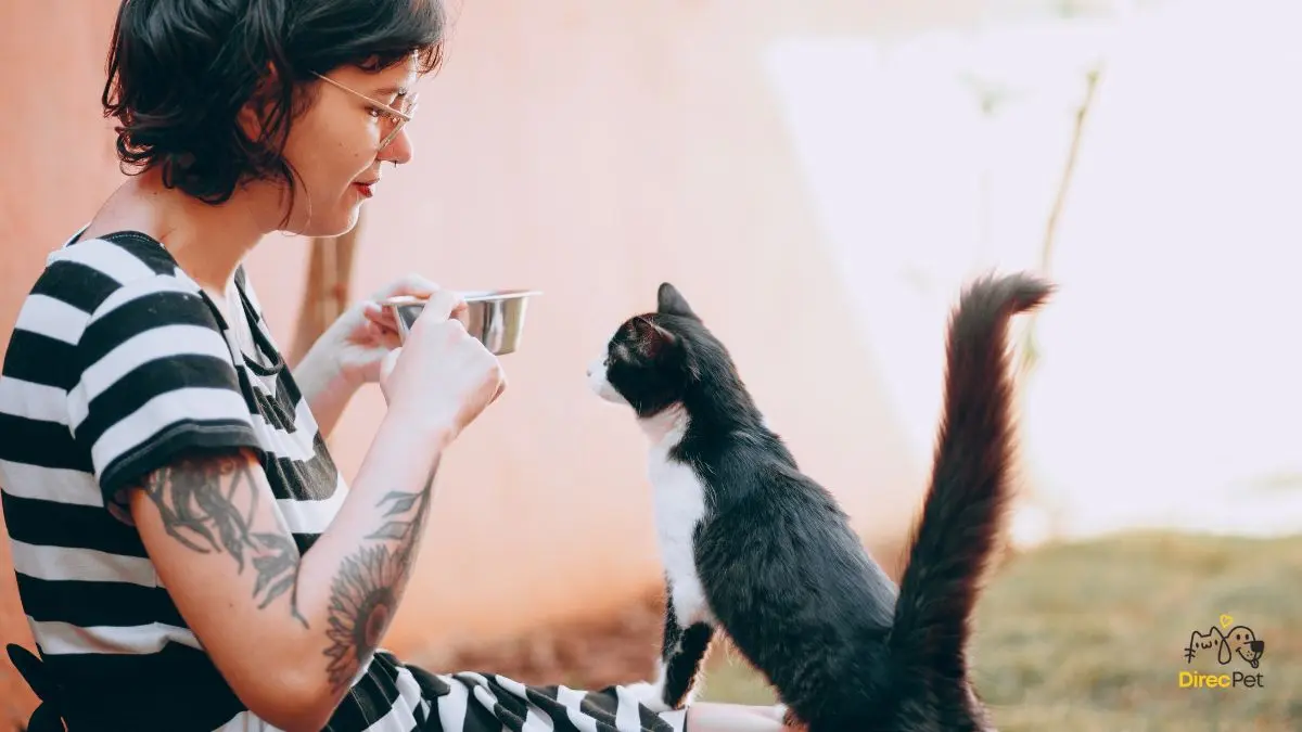  Gatos realmente amam seus donos? A resposta da ciência vai te surpreender 🧠🐱