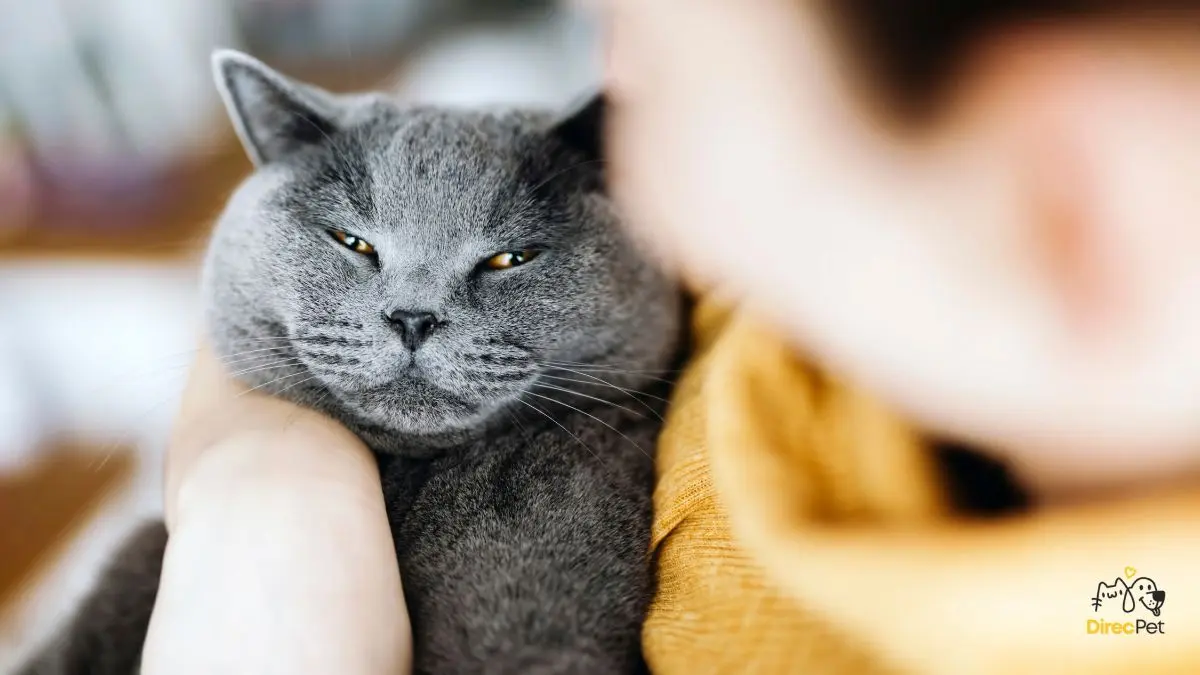  Gatos realmente amam seus donos? A resposta da ciência vai te surpreender 🧠🐱