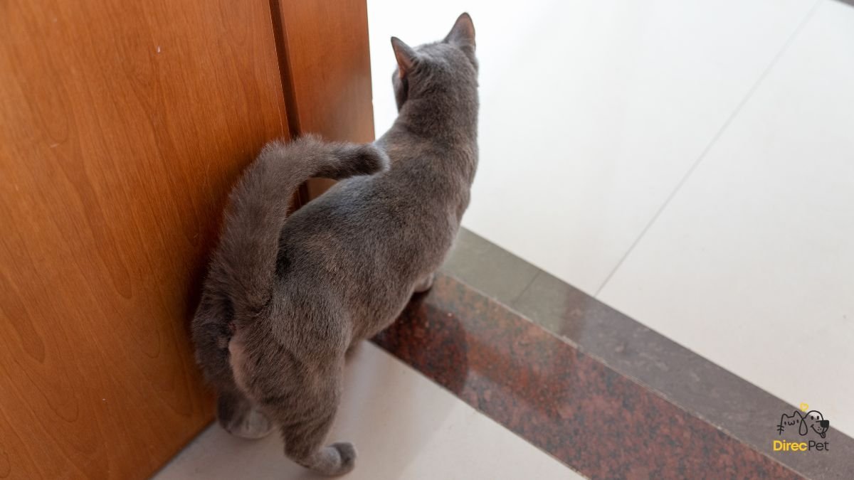 Gatos realmente amam seus donos? A resposta da ciência vai te surpreender 🧠🐱 | Direcionar Dicas Gatos realmente amam seus donos? A resposta da ciência vai te surpreender 🧠🐱 | Dicas de bem-estar para pets – Direcionar Dicas