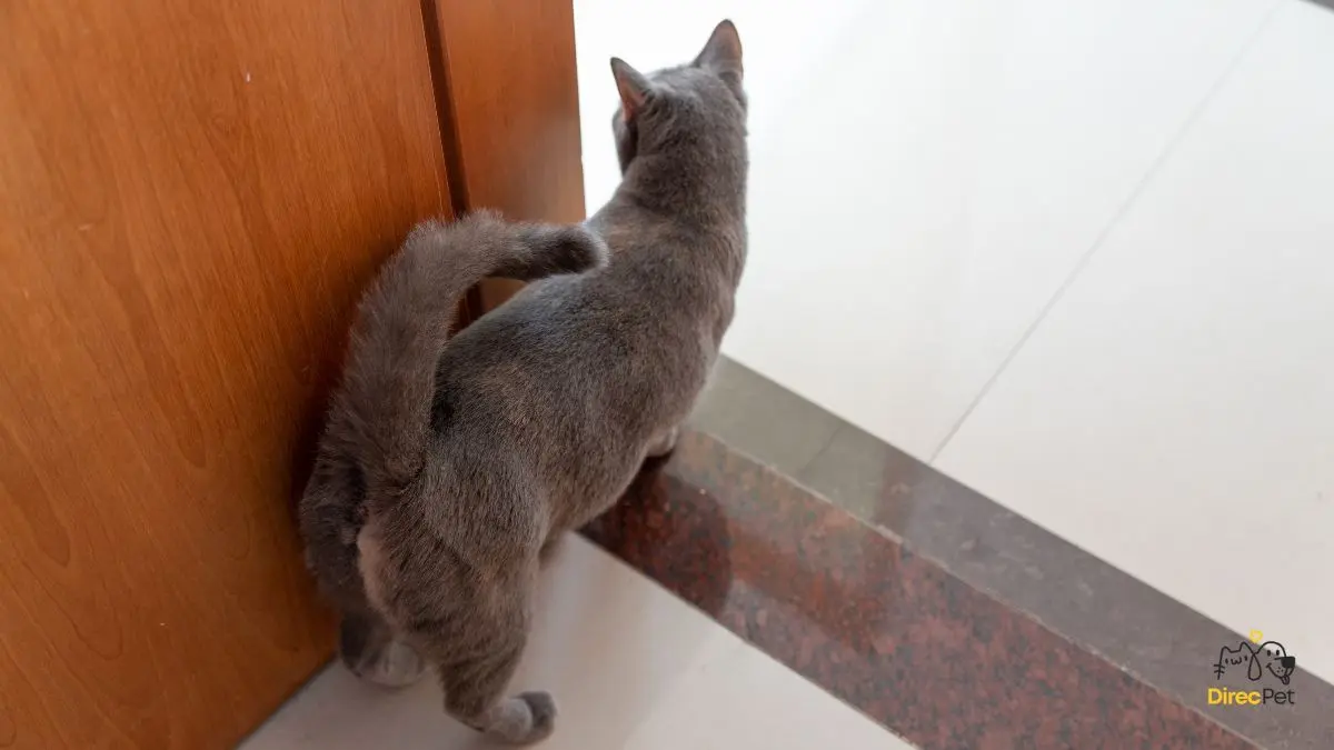  Gatos realmente amam seus donos? A resposta da ciência vai te surpreender 🧠🐱