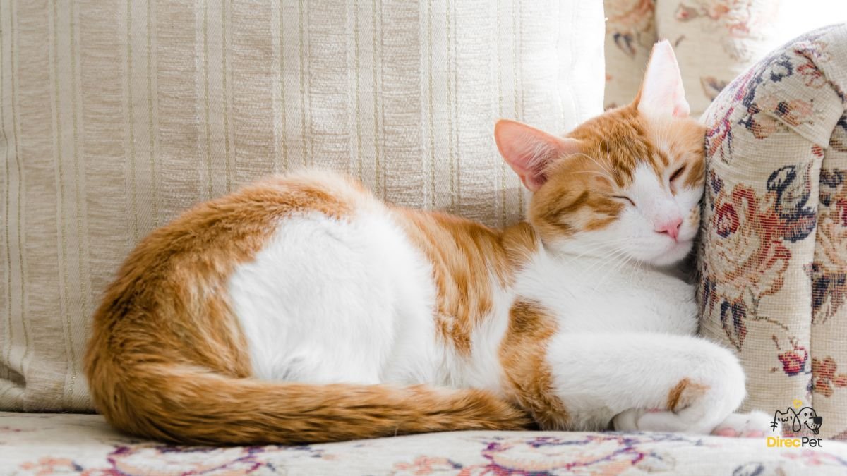 Gatos realmente amam seus donos? A resposta da ciência vai te surpreender 🧠🐱 | Direcionar Dicas Gatos realmente amam seus donos? A resposta da ciência vai te surpreender 🧠🐱 | Dicas de bem-estar para pets – Direcionar Dicas