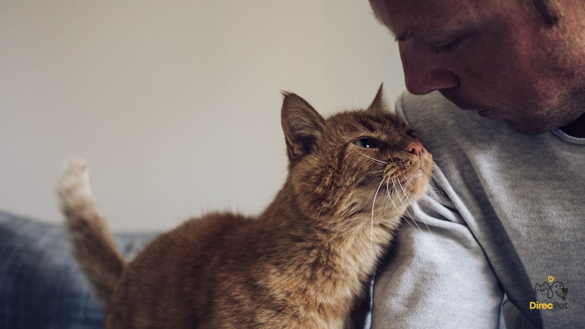 Gatos realmente amam seus donos? A resposta da ciência vai te surpreender 🧠🐱 | Direcionar Dicas Gatos realmente amam seus donos? A resposta da ciência vai te surpreender 🧠🐱 | Dicas de bem-estar para pets – Direcionar Dicas