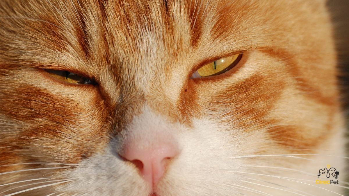 Gatos realmente amam seus donos? A resposta da ciência vai te surpreender 🧠🐱 | Direcionar Dicas Gatos realmente amam seus donos? A resposta da ciência vai te surpreender 🧠🐱 | Dicas de bem-estar para pets – Direcionar Dicas