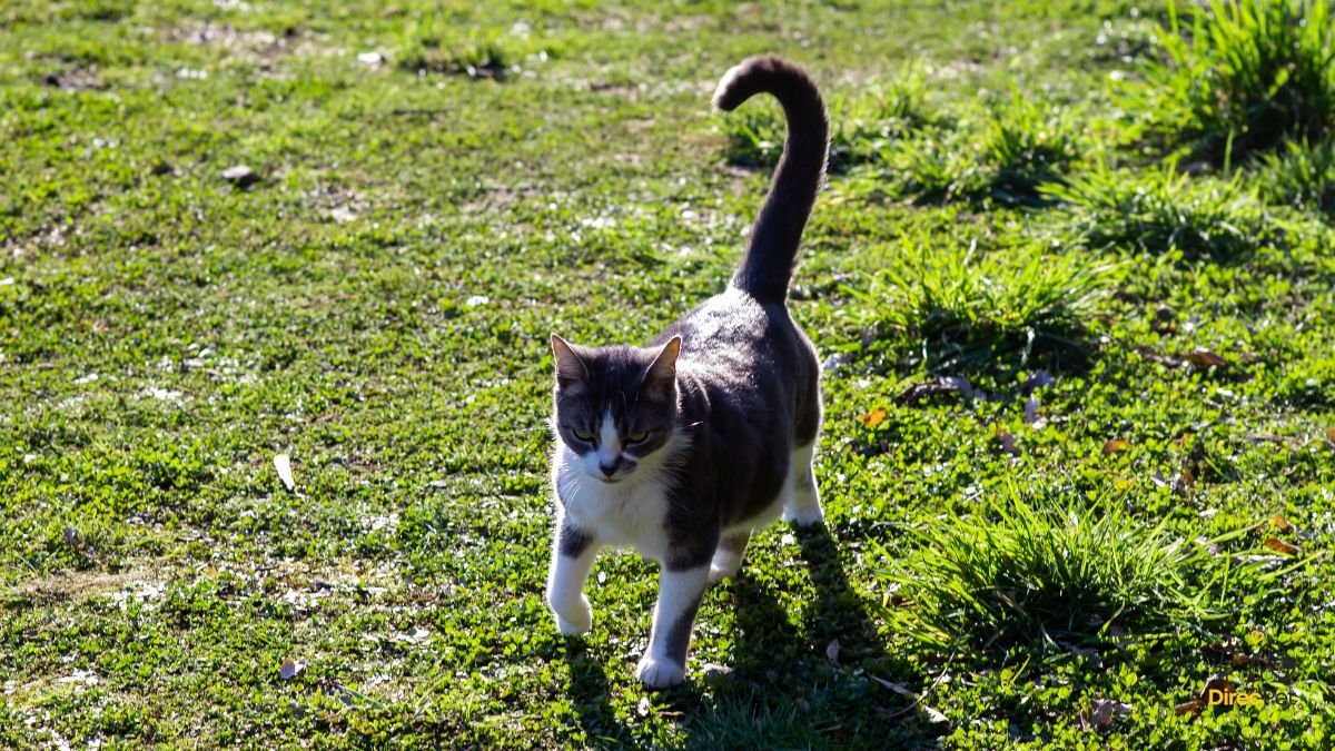 Gatos realmente amam seus donos? A resposta da ciência vai te surpreender 🧠🐱 | Direcionar Dicas Gatos realmente amam seus donos? A resposta da ciência vai te surpreender 🧠🐱 | Dicas de bem-estar para pets – Direcionar Dicas