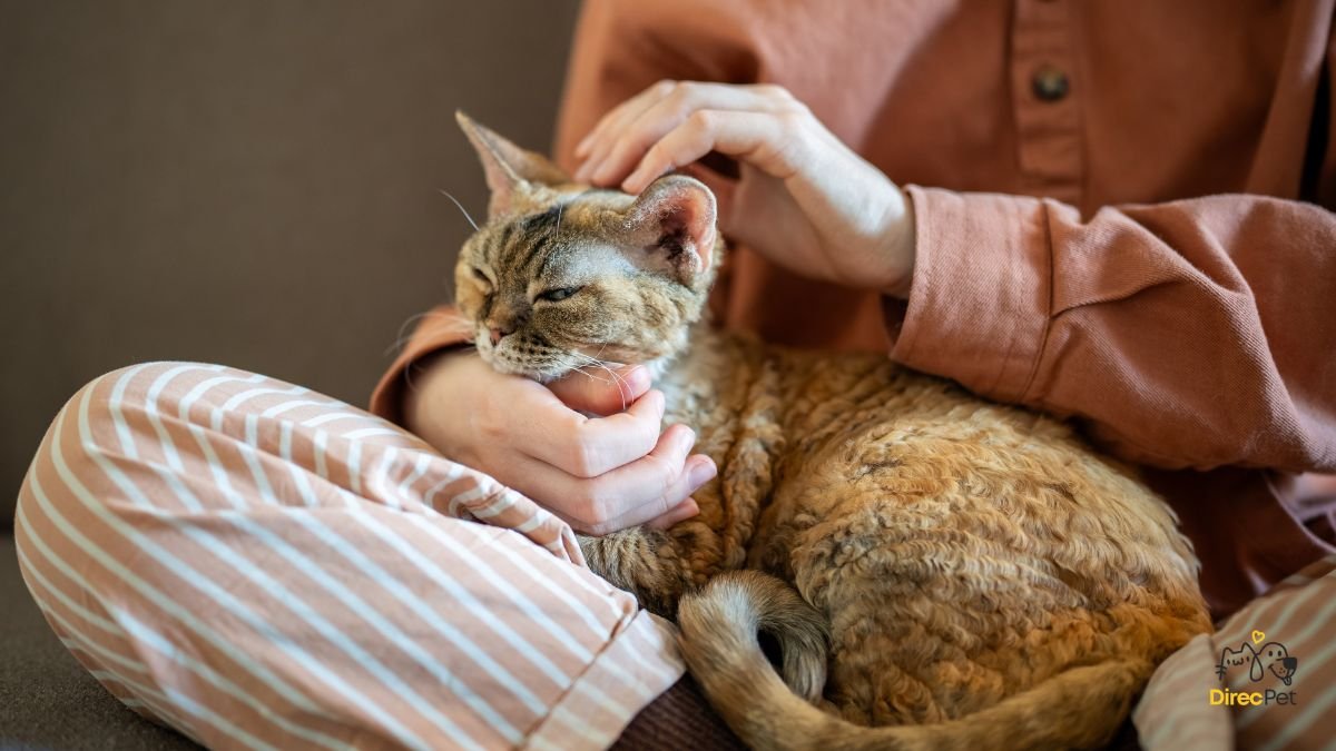 Gatos realmente amam seus donos? A resposta da ciência vai te surpreender 🧠🐱 | Direcionar Dicas Gatos realmente amam seus donos? A resposta da ciência vai te surpreender 🧠🐱 | Dicas de bem-estar para pets – Direcionar Dicas