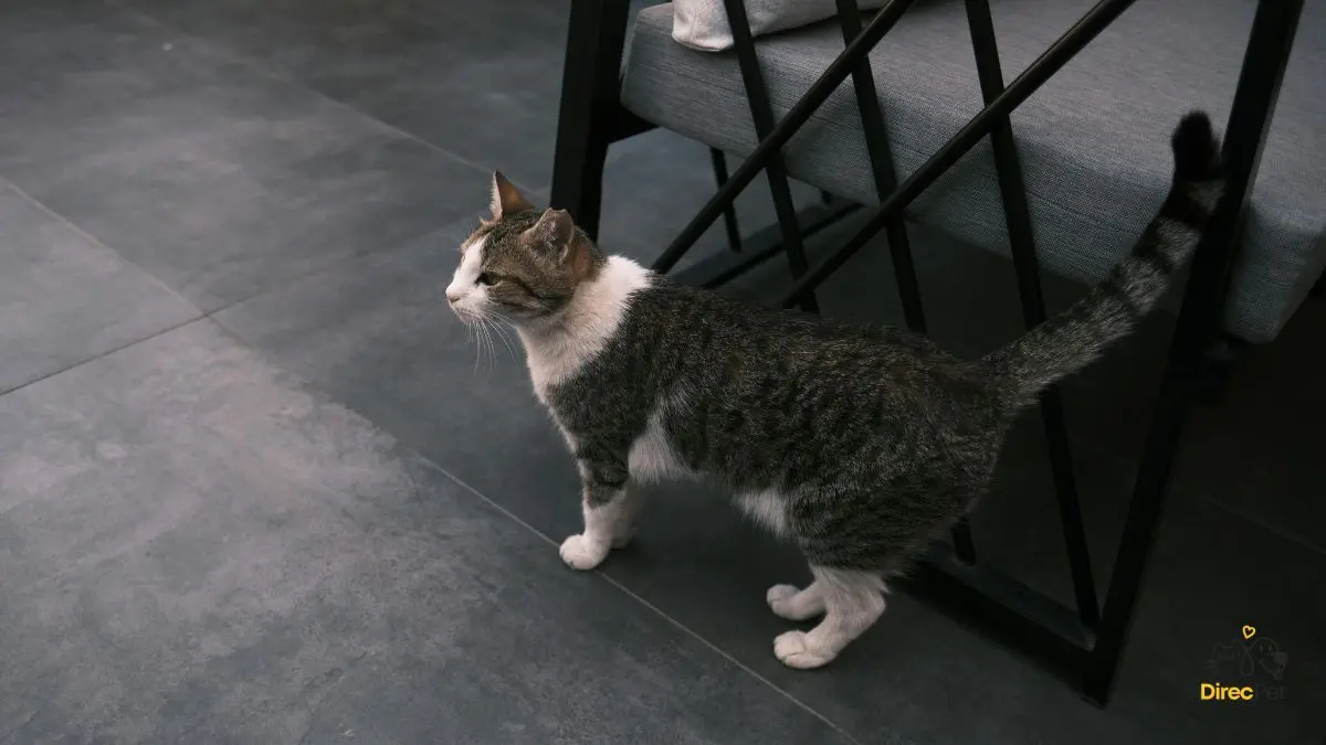  Gatos realmente amam seus donos? A resposta da ciência vai te surpreender 🧠🐱