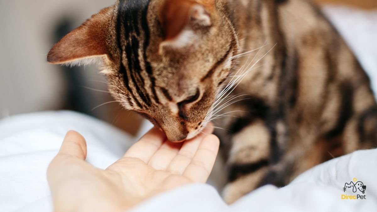 Gatos realmente amam seus donos? A resposta da ciência vai te surpreender 🧠🐱 | Direcionar Dicas Gatos realmente amam seus donos? A resposta da ciência vai te surpreender 🧠🐱 | Dicas de bem-estar para pets – Direcionar Dicas